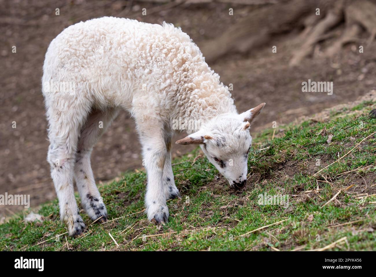 L'agnello sta pascolando sull'erba Foto Stock