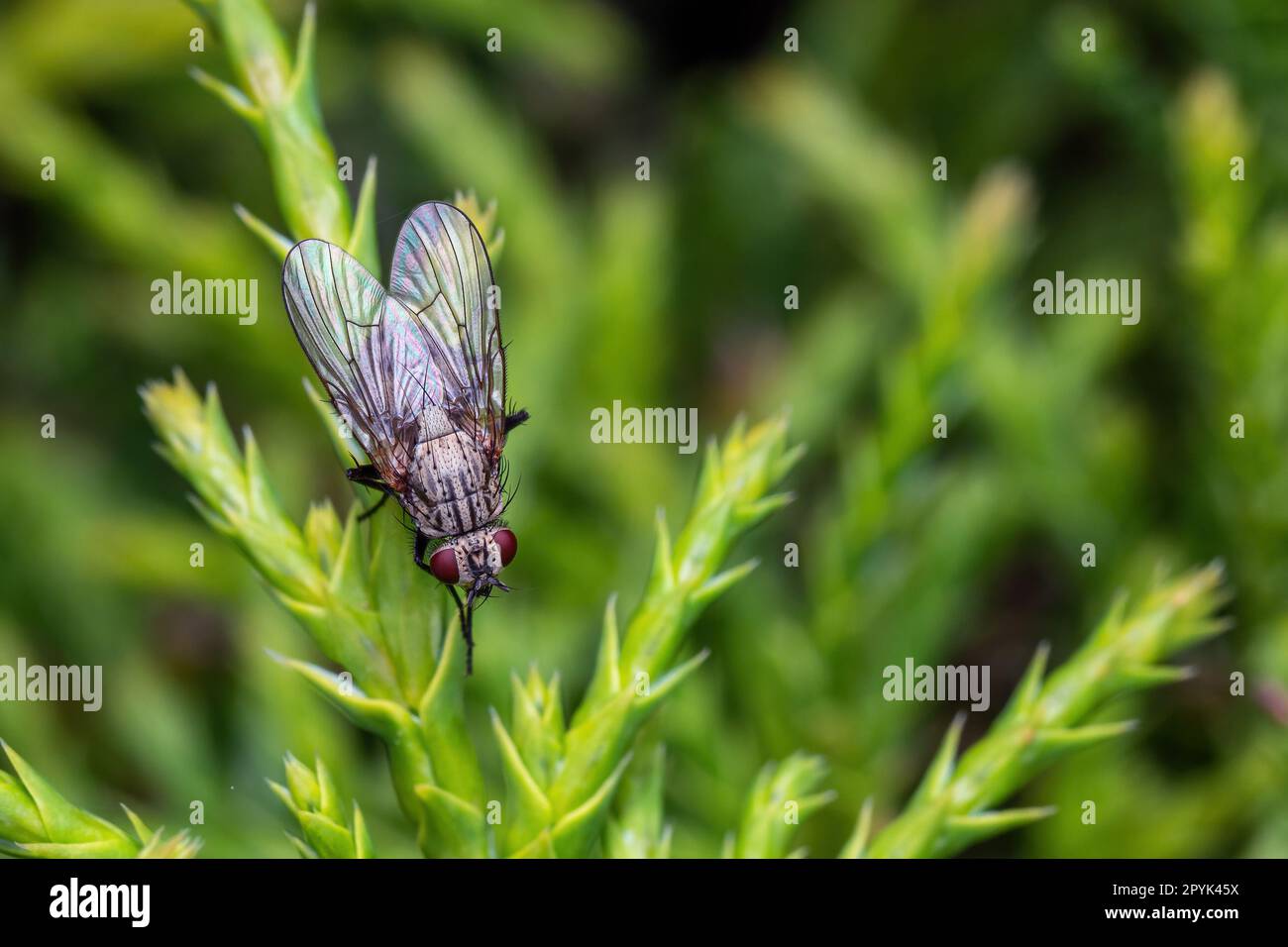 La casa vola su un ramoscello verde Foto Stock