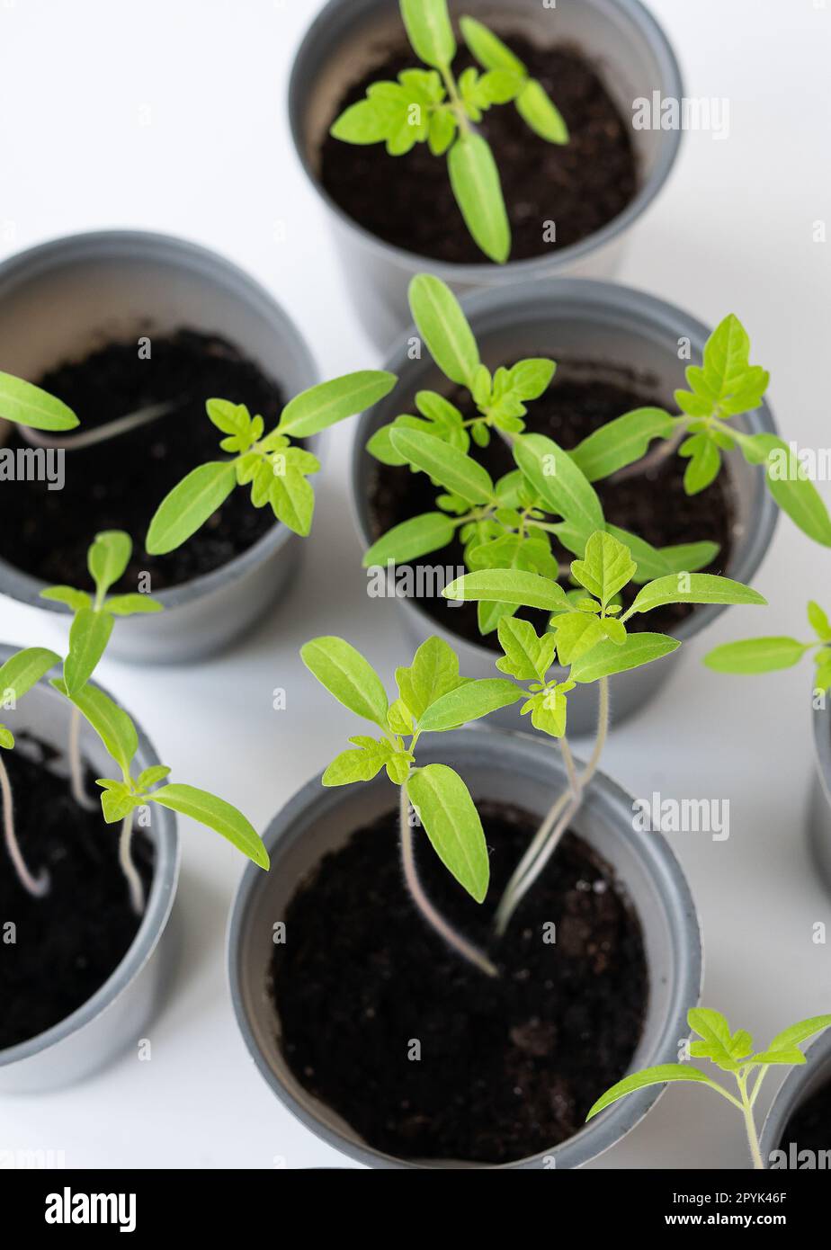 Contesto agricolo. Coltiviamo le piantine di pomodoro a casa. Germogli di pomodoro con radici su un tavolo di legno bianco. Pronti per l'imbarco. Foto Stock