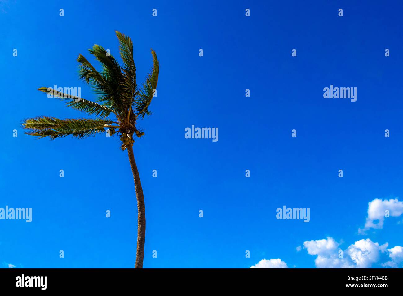 Palme tropicali naturali cielo blu delle palme in Messico. Foto Stock