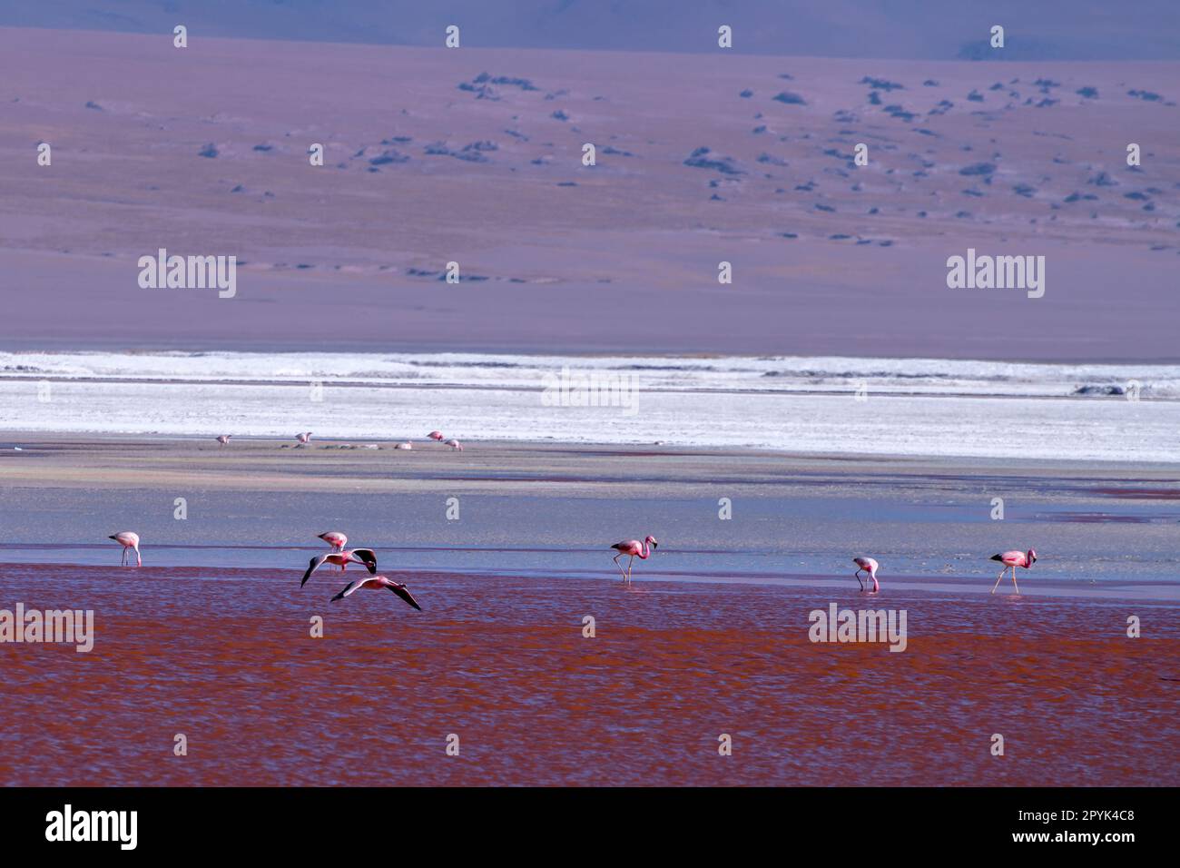 Fauna selvatica nella laguna rossa nell'altiplano boliviano Foto Stock