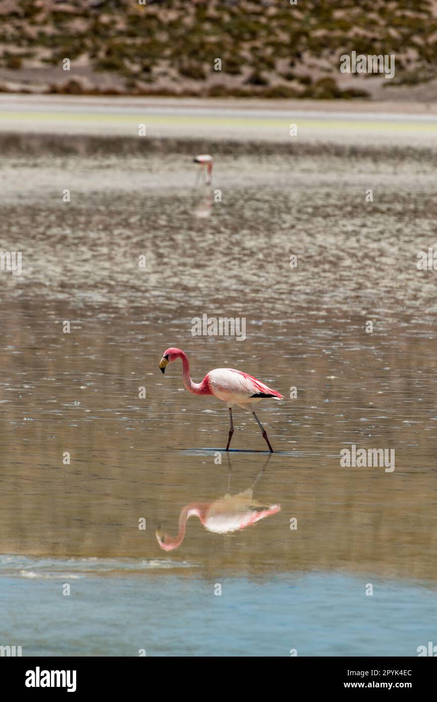 Paesaggio desertico e fauna selvatica delle lagune altiplaniche in Bolivia Foto Stock