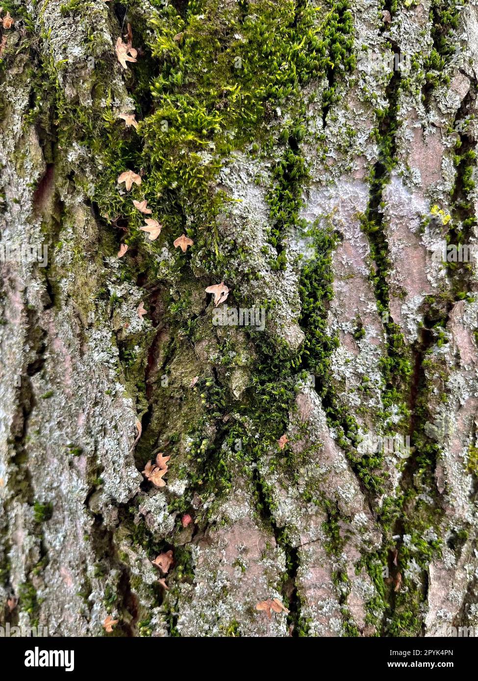 foto della corteccia di un pino in inverno Foto Stock