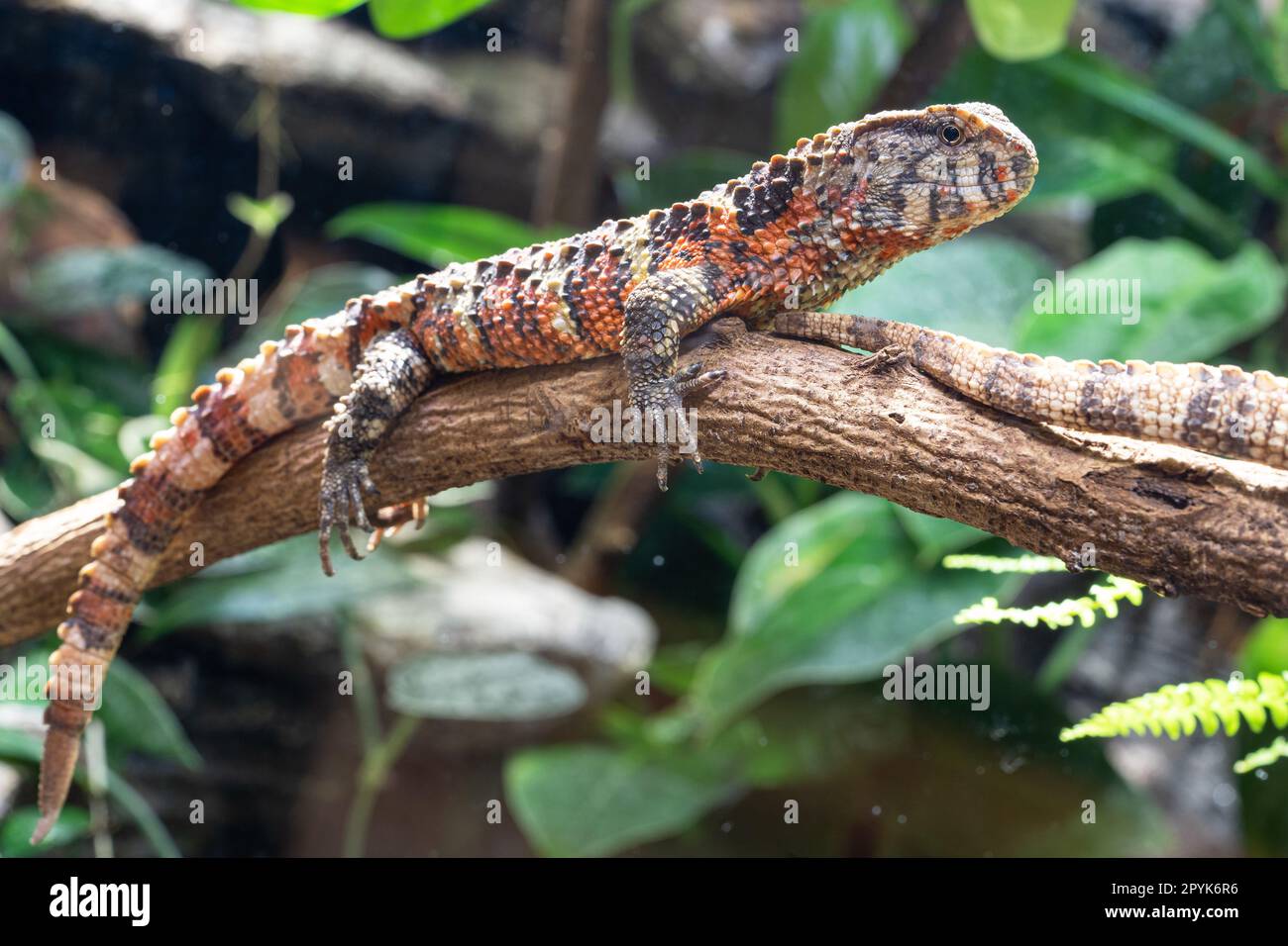 Coccodrillo cinese Lizard, Shinisaurus crocodilurus Foto Stock