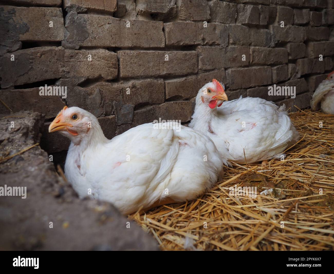 Allevamento di polli bianchi, vero paesaggio. Polli nel fienile del villaggio. Allevamento di pollame per la produzione di uova e carne. Pollame e allevamento di animali. Due uccelli sono seduti Foto Stock