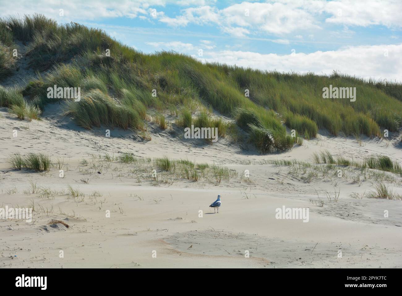 Gabbiani nelle dune sabbiose con avena da spiaggia e cielo blu Foto Stock