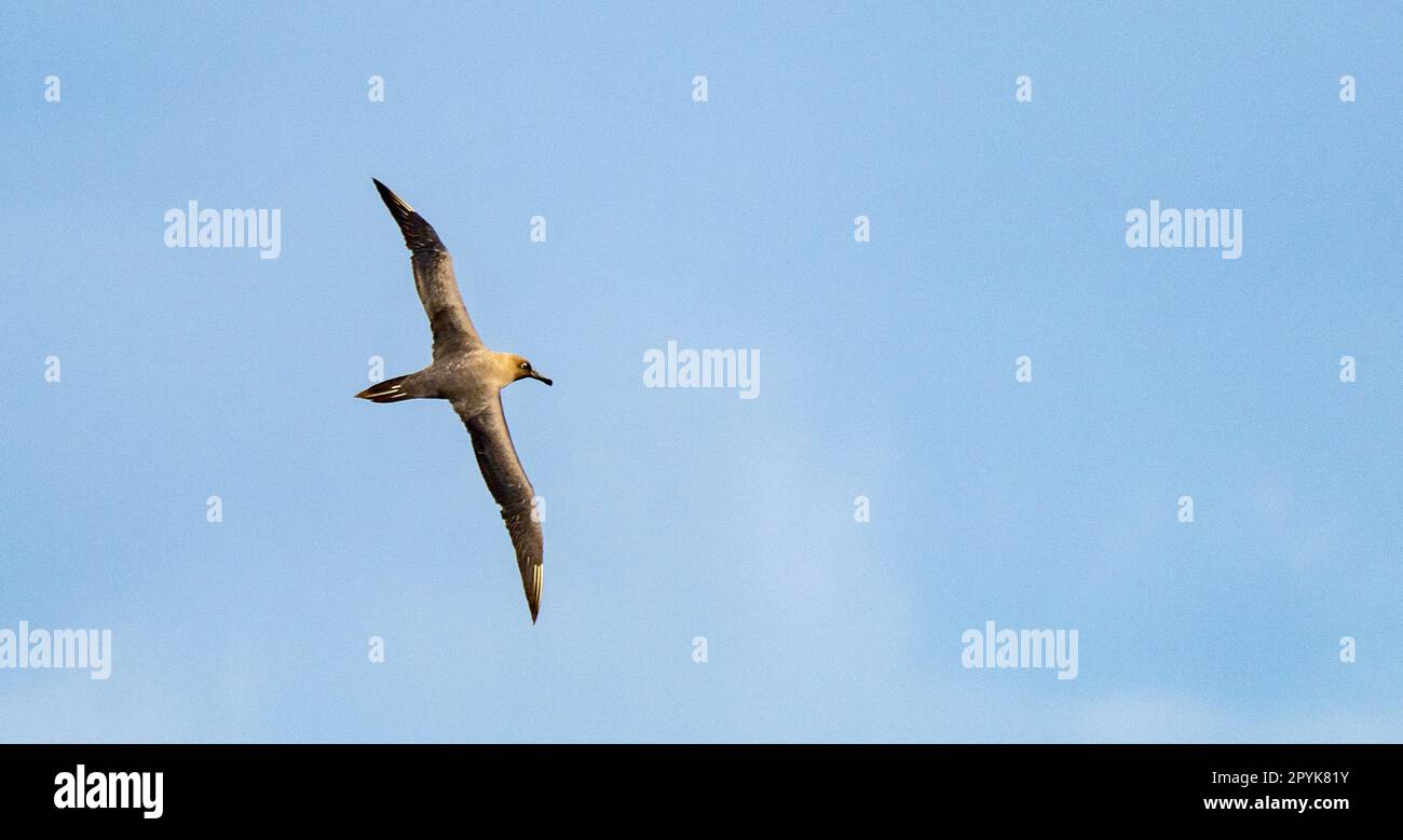 L'albatro scuro (Phoebetria fusca) è un albatro nero dalle ali strette e lunghe e dalla coda affusolata che scorre elegantemente nell'aria in volo Foto Stock