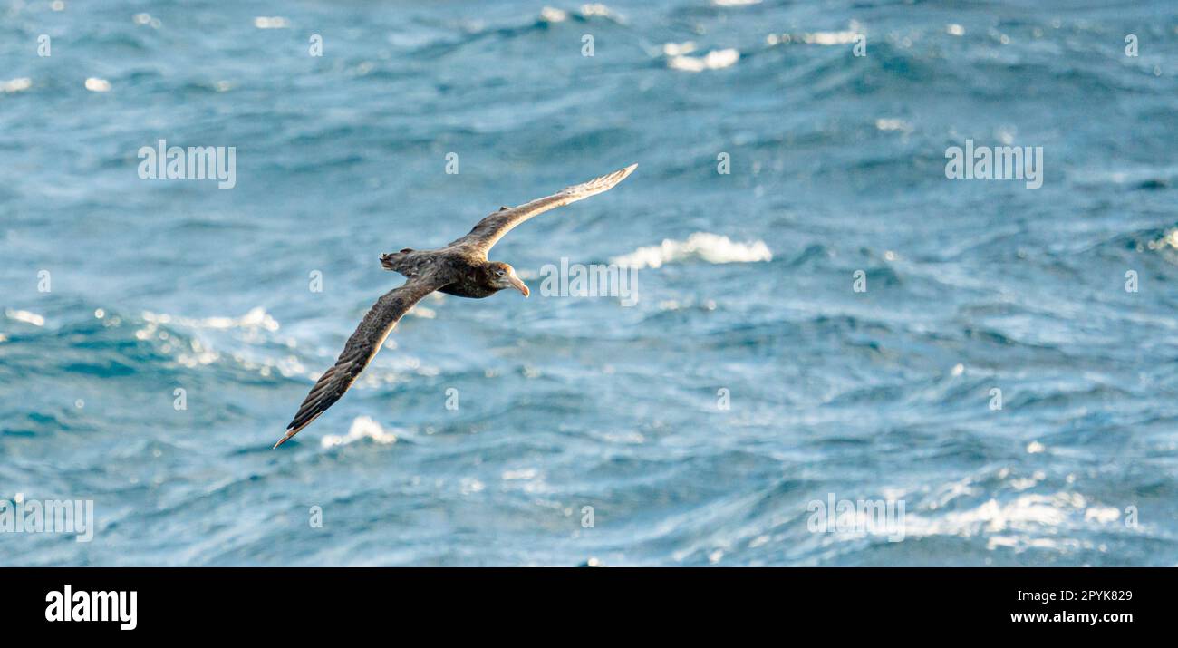 L'albatro scuro (Phoebetria fusca) è un albatro nero dalle ali strette e lunghe e dalla coda affusolata che scorre elegantemente nell'aria in volo Foto Stock