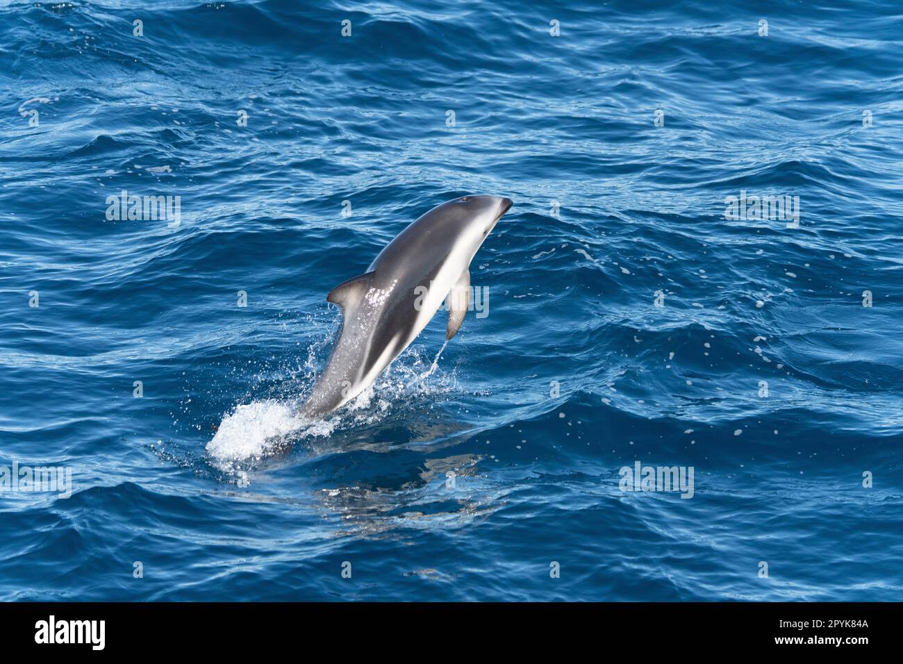 Divertente delfino nero (Lagernohynchus oscurus) in mare aperto Foto Stock