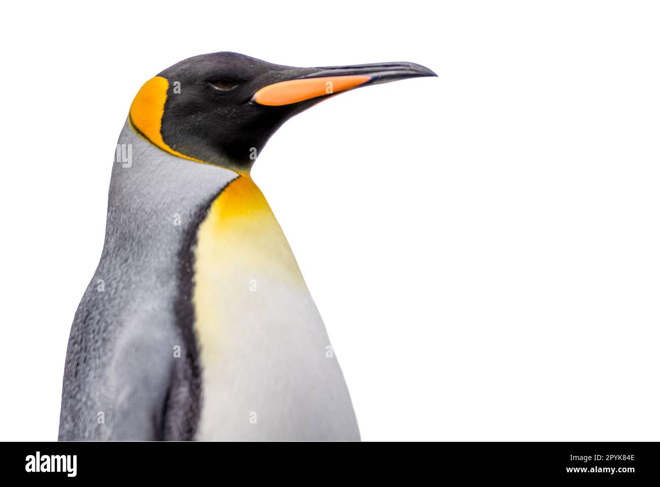Primo piano laterale della testa di un grazioso pinguino re, ritagliato su uno sfondo bianco Foto Stock