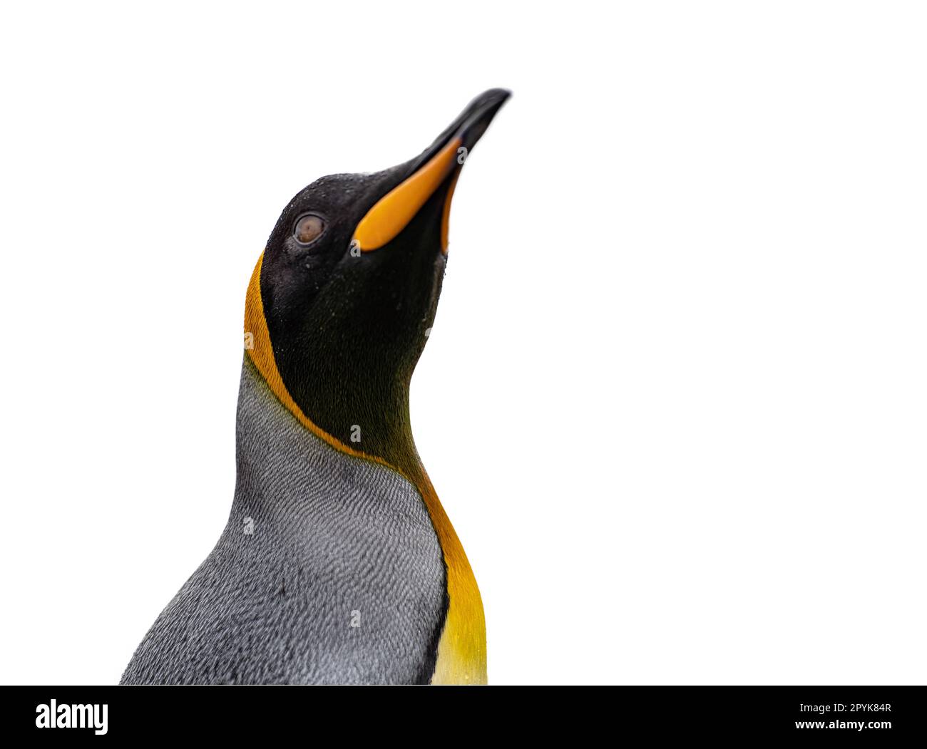Primo piano laterale della testa di un grazioso pinguino re, ritagliato su uno sfondo bianco Foto Stock