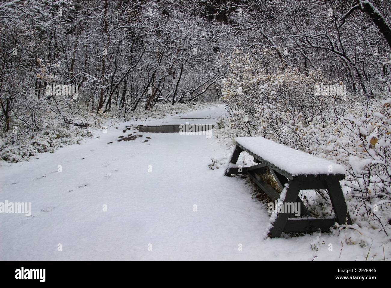 Asbyrgi Skogur Road con una piccola sponda innevata, all'interno del Canyon Asbyrgi. Foto Stock