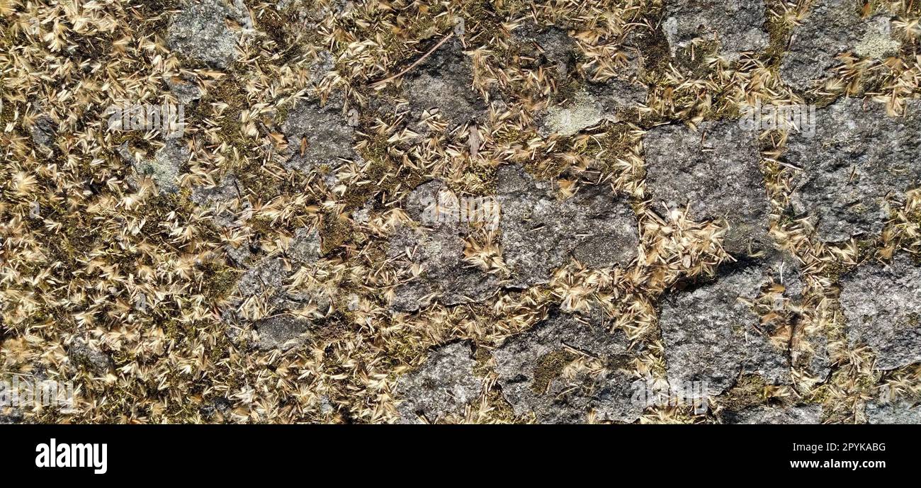 Mucchio di grandi ciottoli di granito o massi ricoperti di muschio verde, licheni e piante da giardino succulente. Vista ravvicinata. Banner. Toni caldi marrone Foto Stock