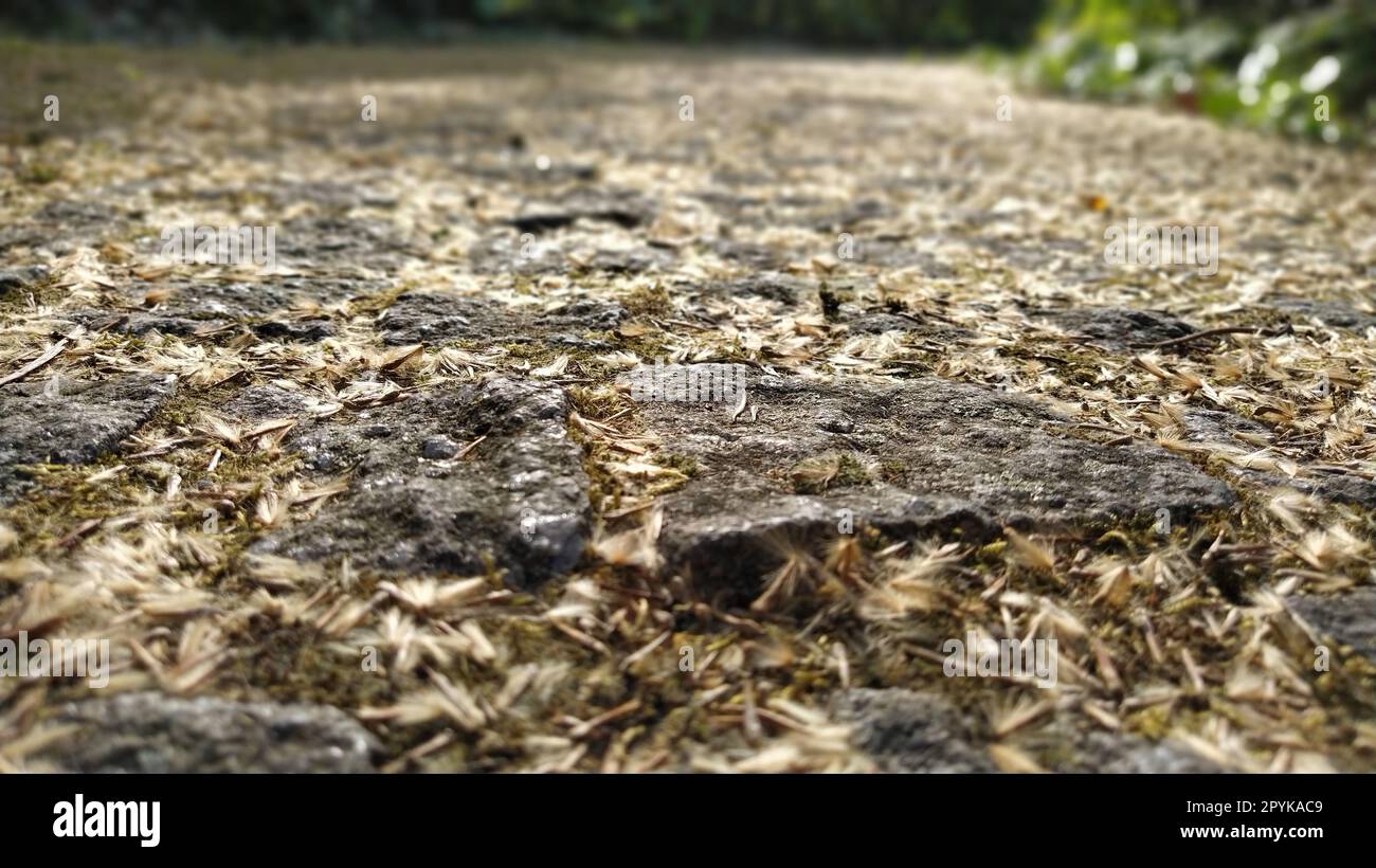 Un prominente ciottolo con bordi affilati. Vecchie pietre di pavimentazione in un parco cittadino. Marciapiede in un parco pedonale. Pietre cosparse di semi, bucce, foglie, muschio, licheni. Colori naturali autunnali marrone e beige. Foto Stock