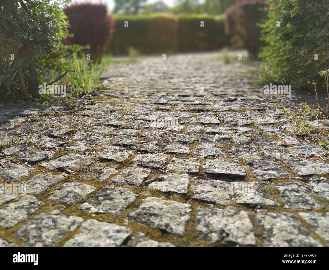 Strada acciottolata nel parco affumicato tra cespugli tagliati. Effetto bokeh. Vecchie pietre. Sfocatura sui bordi della foto. Primavera o estate. Erba verde e fogliame sugli alberi. Parco inglese Foto Stock