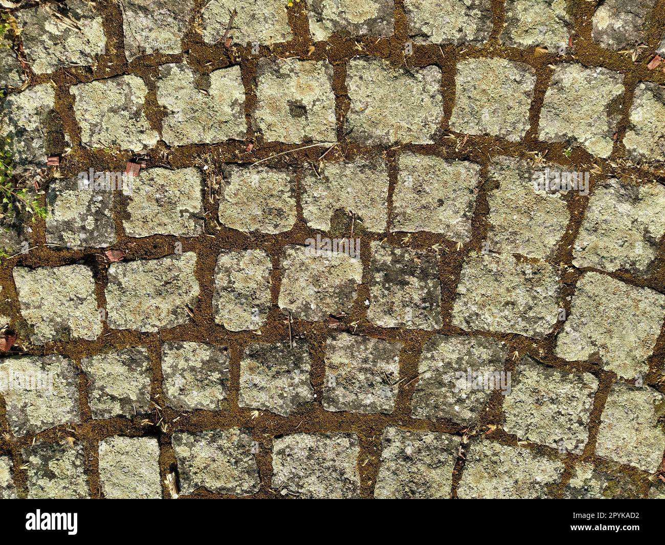 Lastre o pietre di pavimentazione grigie in cemento o ciottoli per pavimenti, pareti o vialetti. Recinzione tradizionale, cortile, cortile o pavimentazione stradale. Vecchi ciottoli quadrati ricoperti di erba e muschio Foto Stock