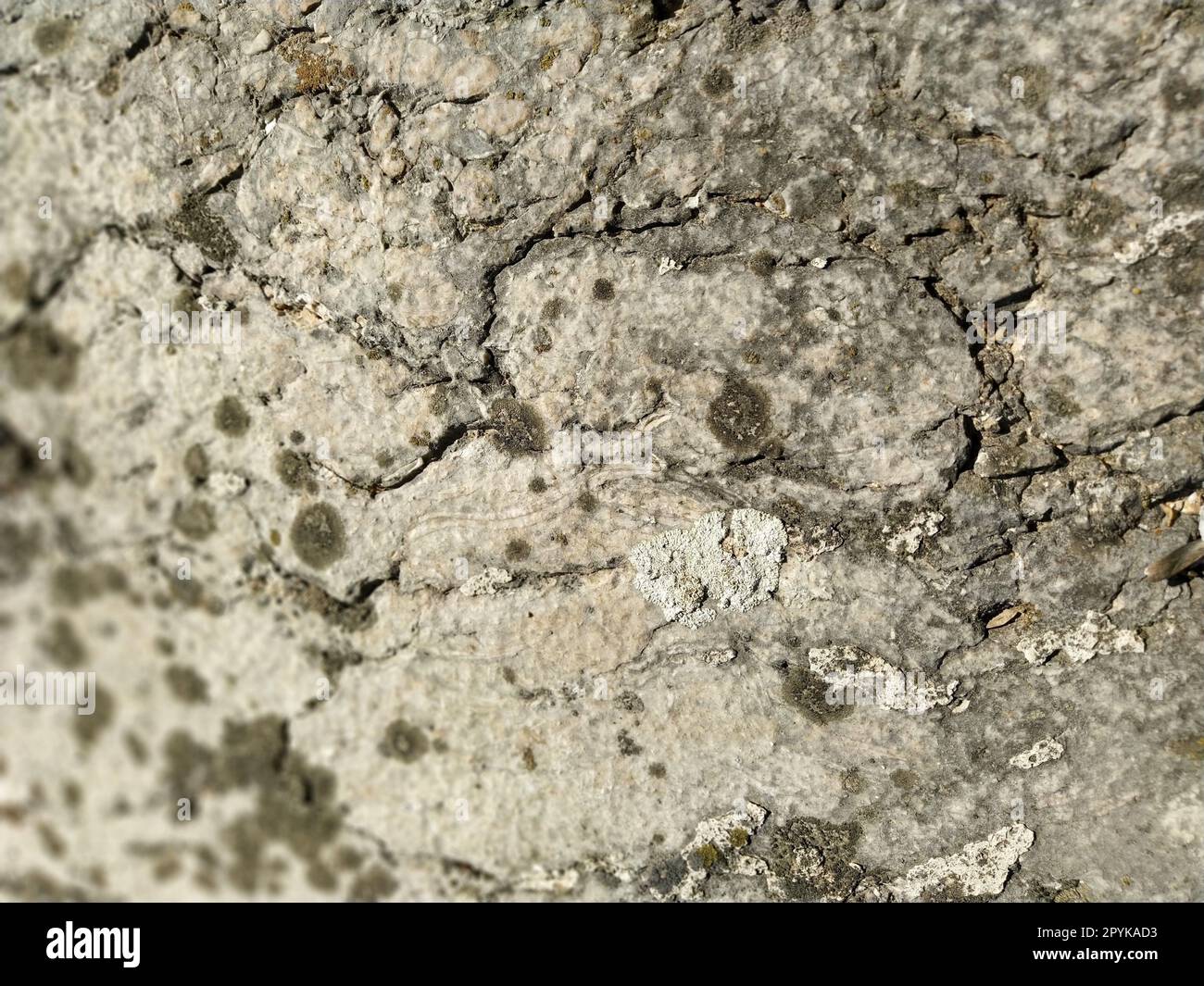 Superficie ruvida di una parete in cemento, marmo, granito o pietra chiara con macchie scure e crepe. Sfondo astratto. Sfondo creativo grigio chiaro con pezzi di muschio, sporco e polvere rossi e marroni Foto Stock
