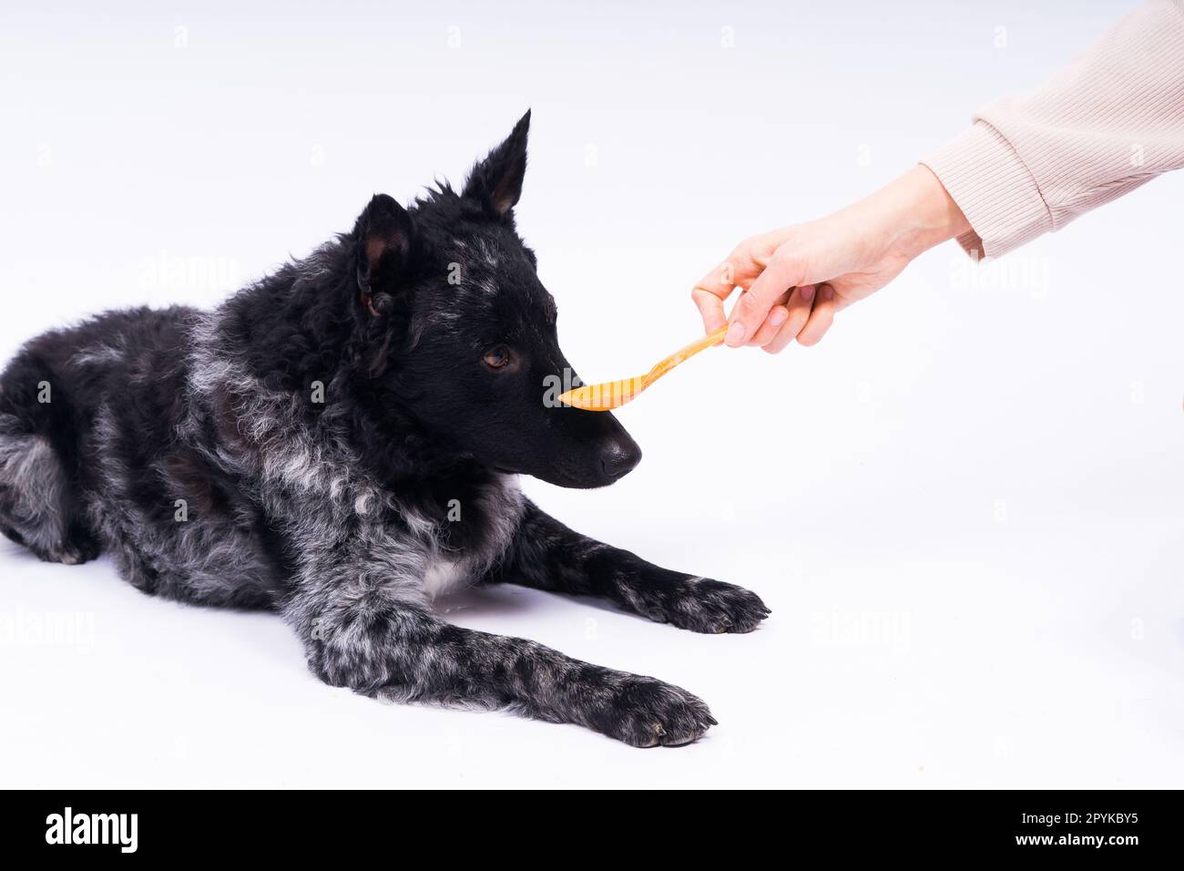 Donna che alimenta il cane mudi in studio o a casa, primo piano Foto Stock