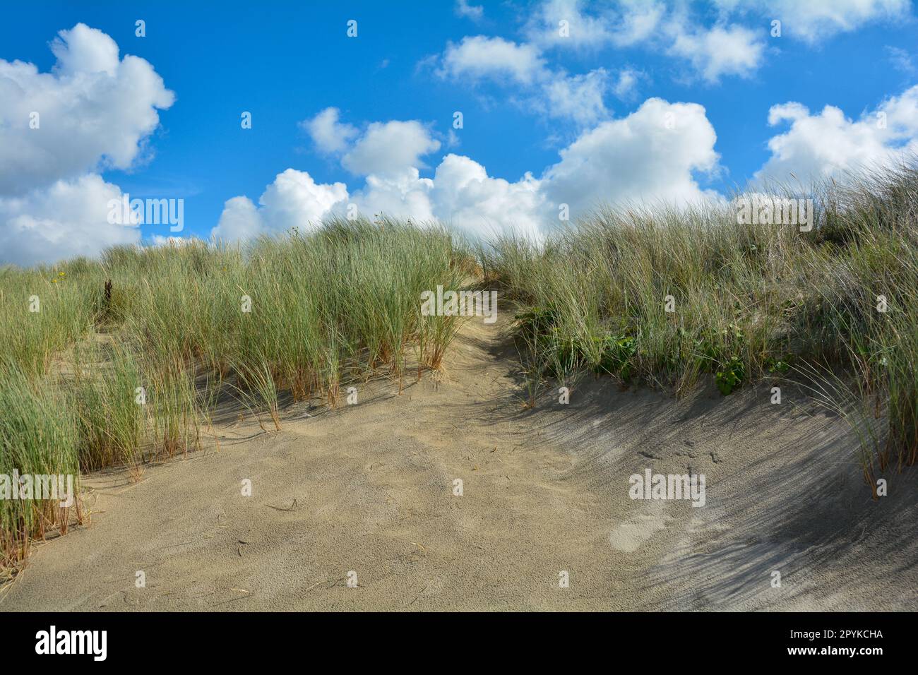 Dune di sabbia con erba da spiaggia nel Mare del Nord Foto Stock