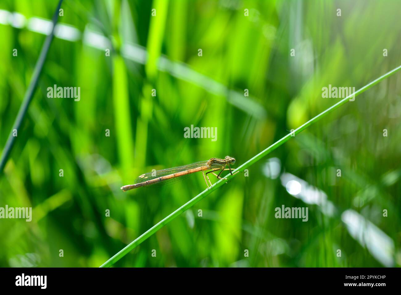 Una Dragonfly nella natura verde Foto Stock