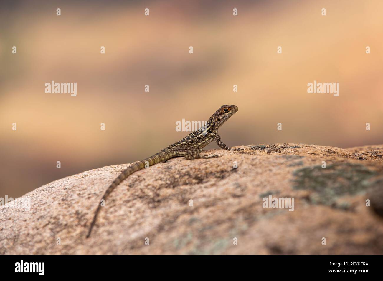 Dumeril's Madagascar Swift, Oplurus quadrimaculatus, Andringitra National Park. Fauna selvatica del Madagascar Foto Stock