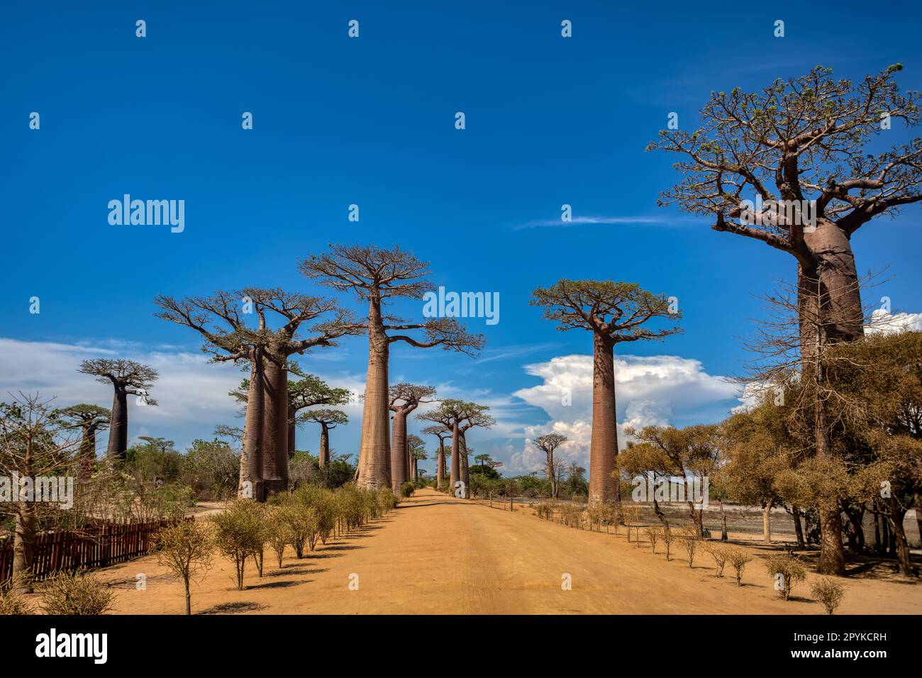 Baobab Alley baciato dal sole a Morondava - Una vista spettacolare del viale! Paesaggio del Madagascar Foto Stock