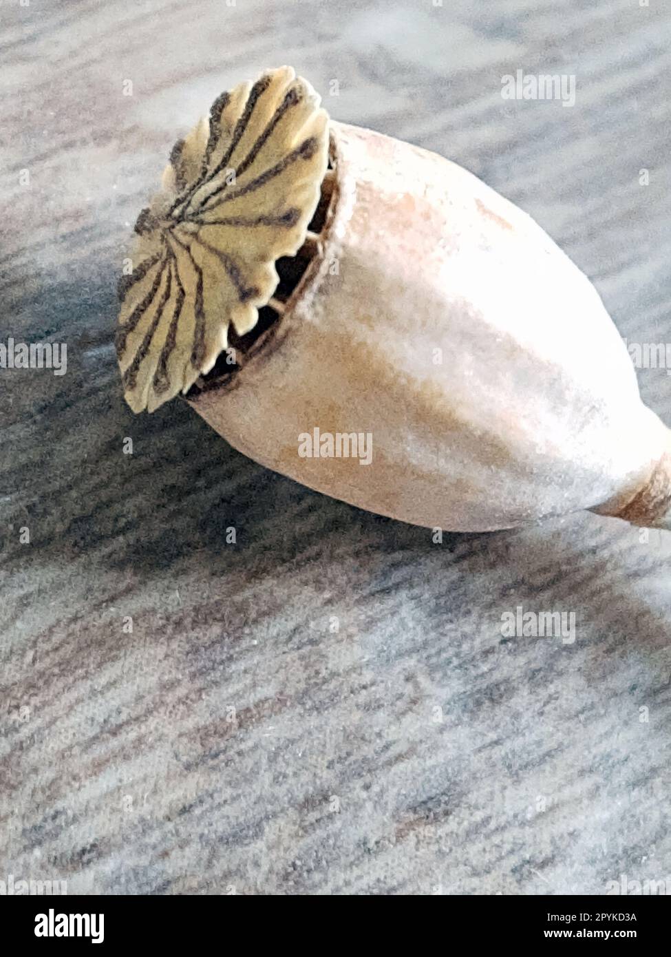 Primo piano della testa del papavero asciutto su sfondo grigio Foto Stock