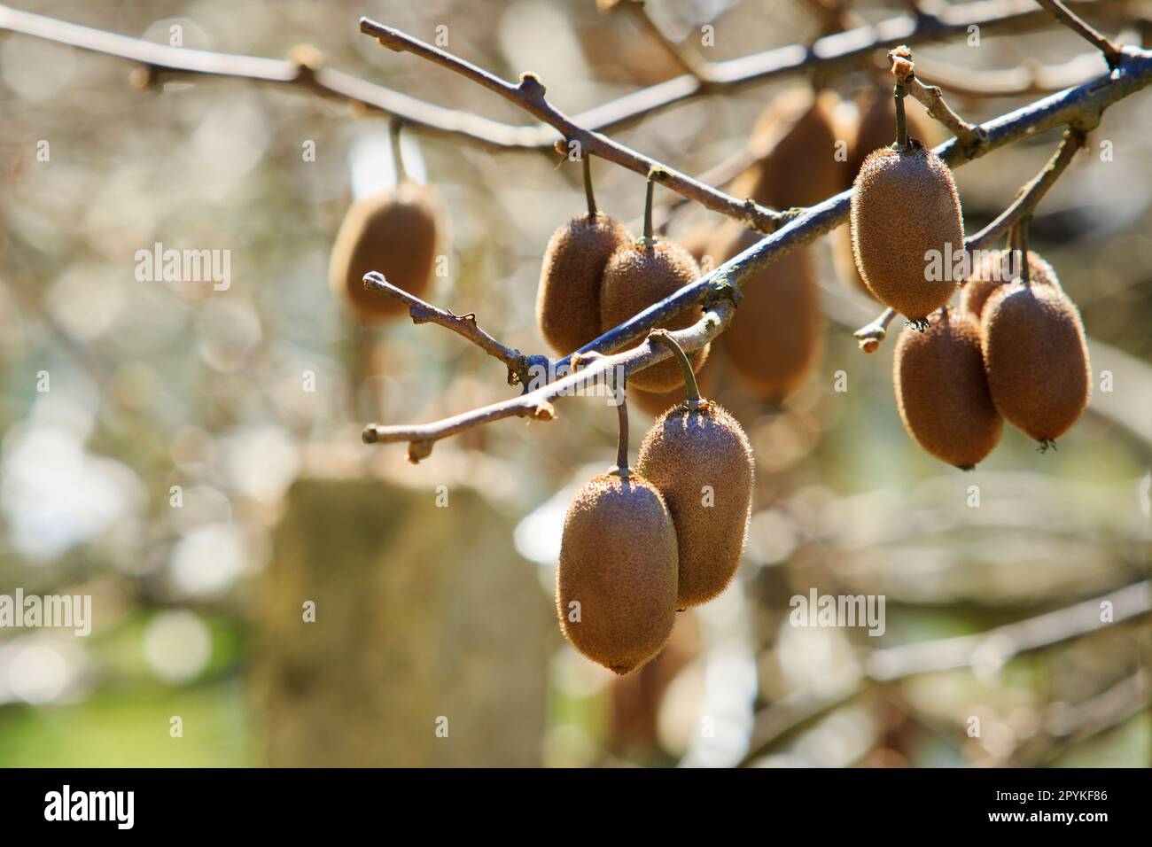 kiwi frutta in agricoltura piantagione chiangmai a nord della thailandia sullo sfondo bello Foto Stock