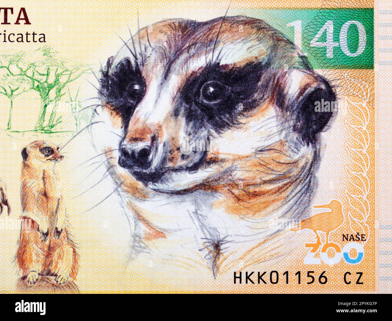 Meerkat un ritratto di primo piano dal denaro Foto Stock