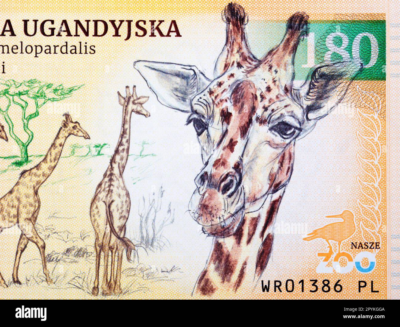 Giraffa ugandese, un ritratto di primo piano dal denaro Foto Stock