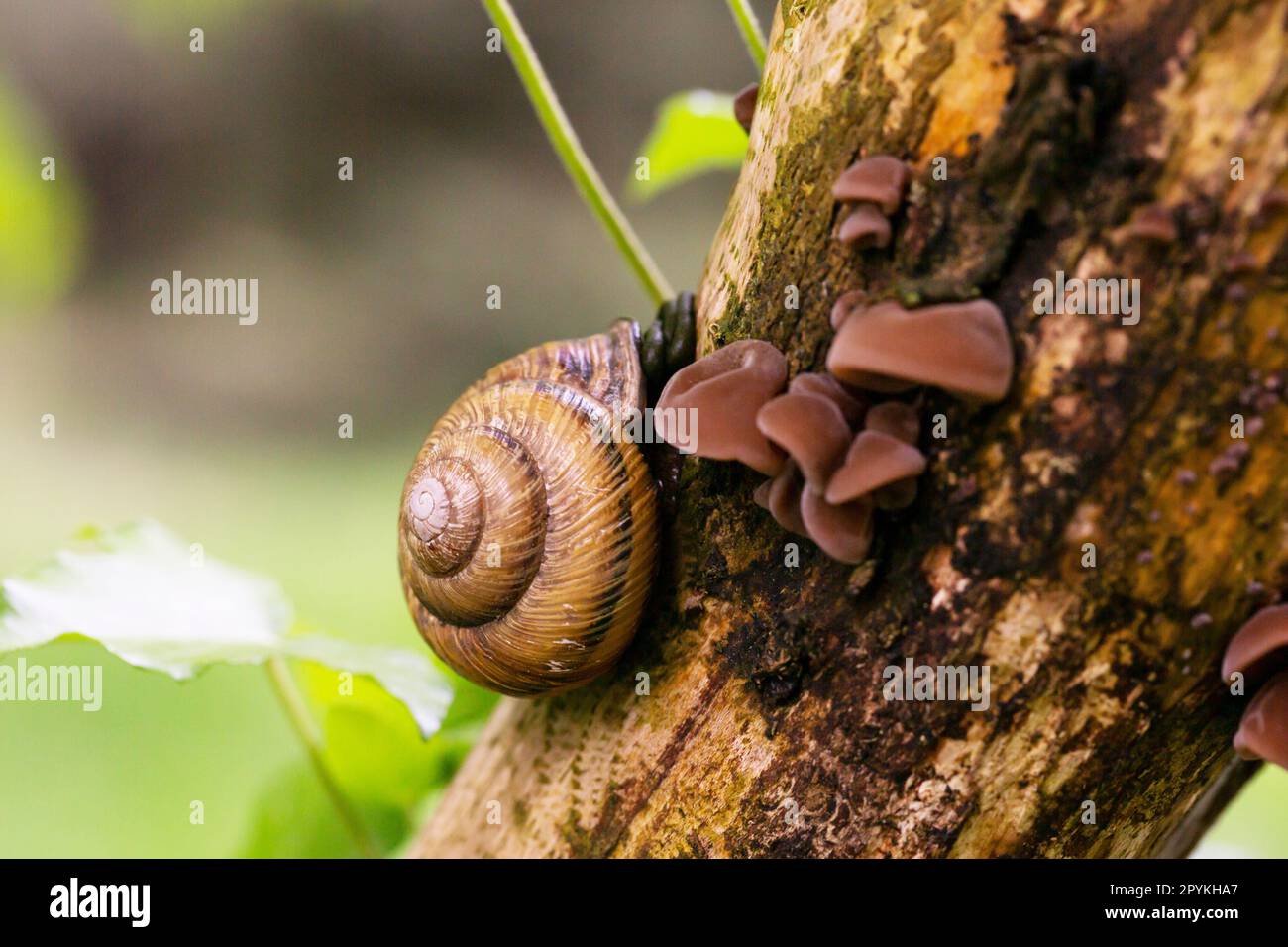 La lumaca dell'uva Helix pomatia , un gasteropod striscia su un tronco d'albero primavera Foto Stock