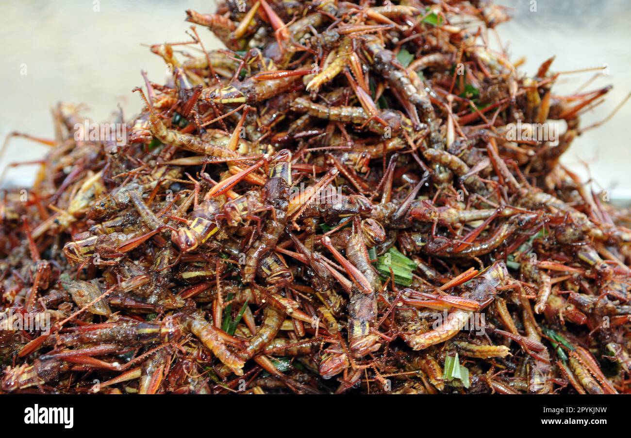 Un fornitore di insetti Fried e insetto che vende i suoi spuntini su Soi 7, Sukhumvit Road, Bangkok, Thailandia. Foto Stock Un fornitore di insetti Fried e insetto che vende i suoi spuntini su Soi 7, Sukhumvit Road, Bangkok, Thailandia. Foto Stock