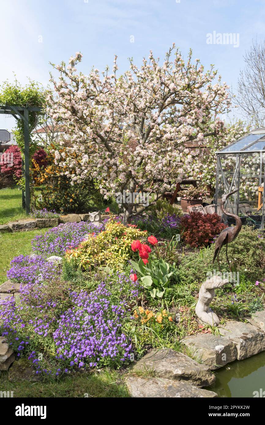 Fiori di mela, Egremont Russet, e fiori primaverili in un giardino domestico, Inghilterra, Regno Unito Foto Stock