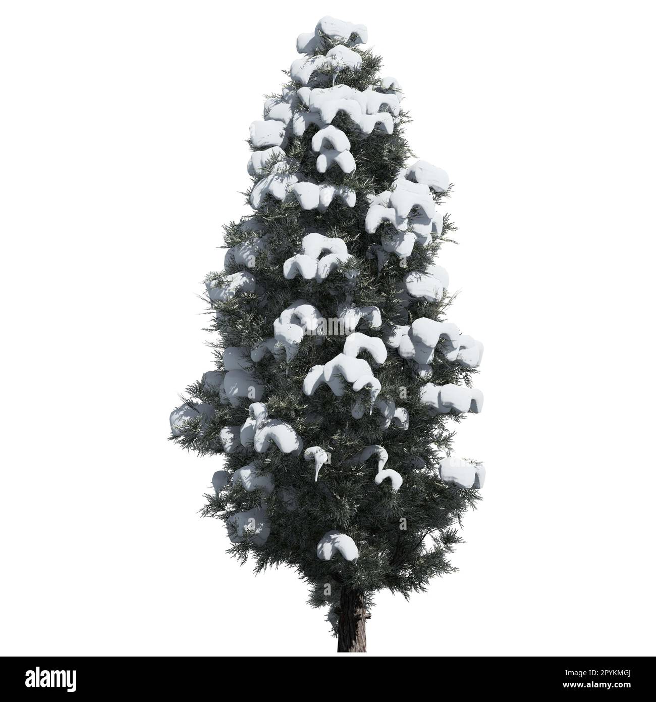 Albero isolato su sfondo bianco vista frontale - Eastern Red Cedar Tree Foto Stock
