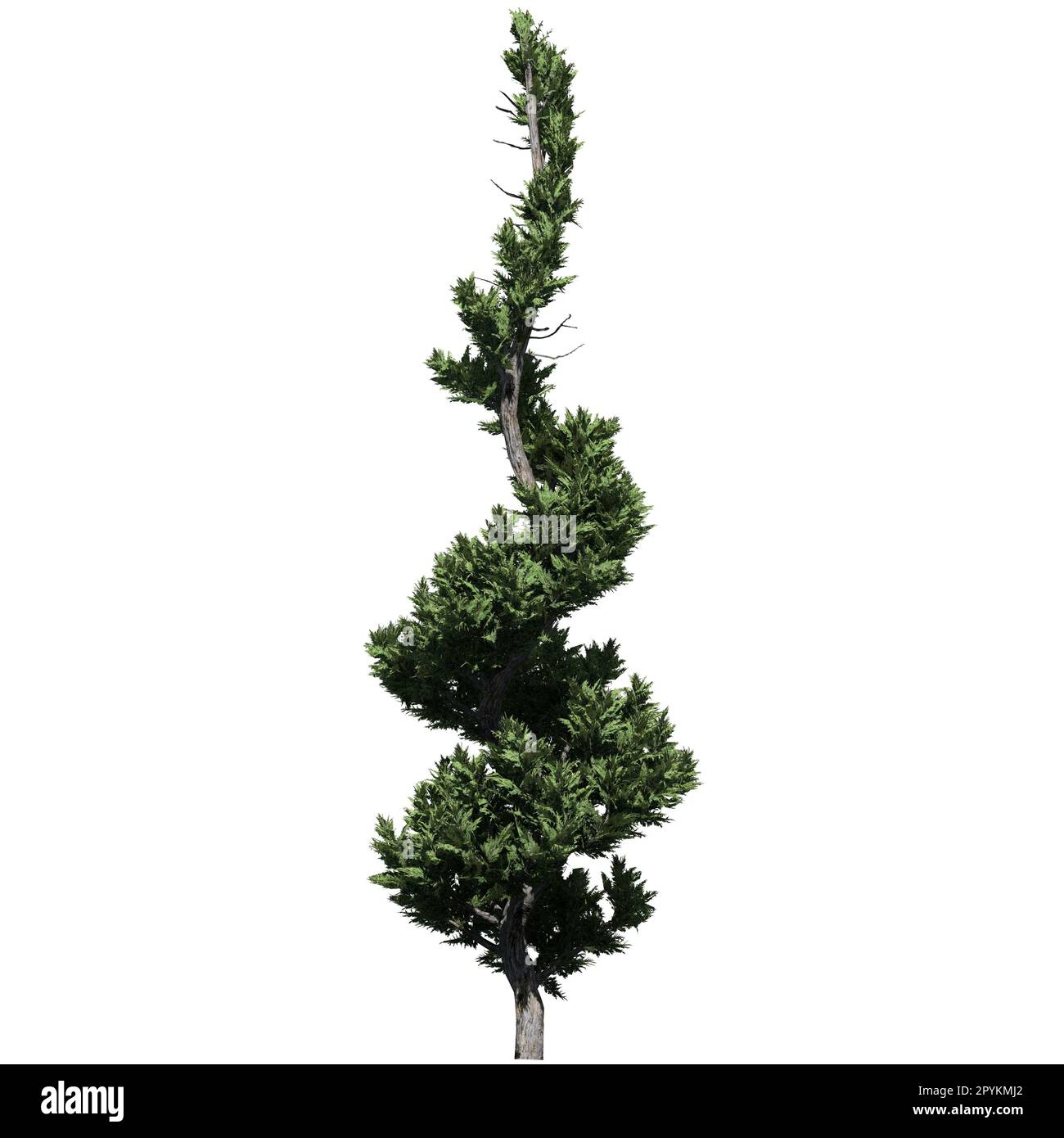 Albero isolato su sfondo bianco vista frontale - Hollywood Juniper Topiary Foto Stock