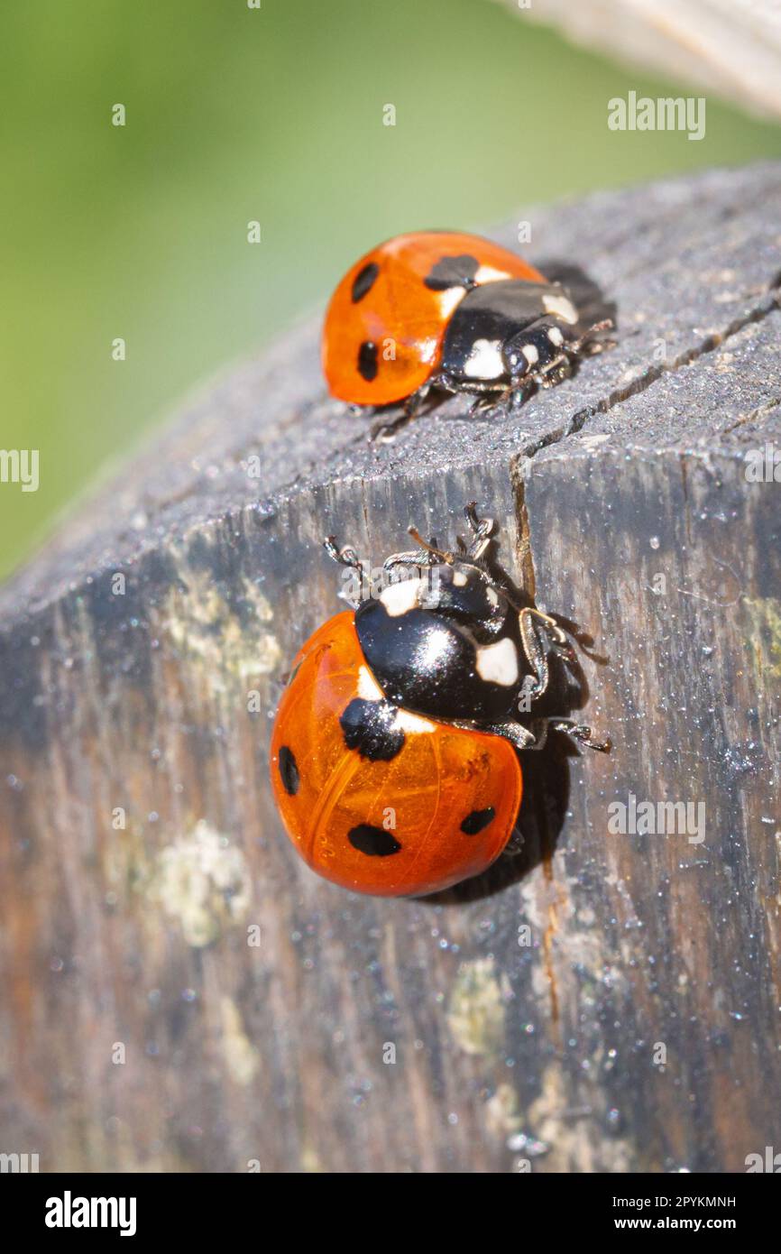 Due ladybugs su un palo di legno Foto Stock