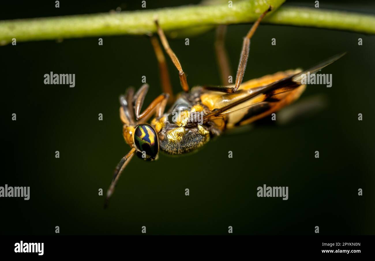 A Fly con multicolore Compound Eye appeso a testa in giù su un ramo. Foto Stock