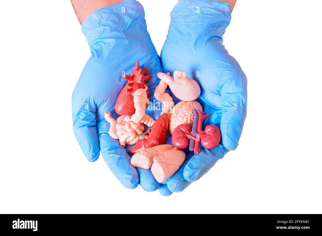 Coppia di mani blu con guanti chirurgici che tengono modelli anatomici miniaturizzati di organi umani essenziali. Medicina, anatomia, salute e donazioni backg relativo Foto Stock