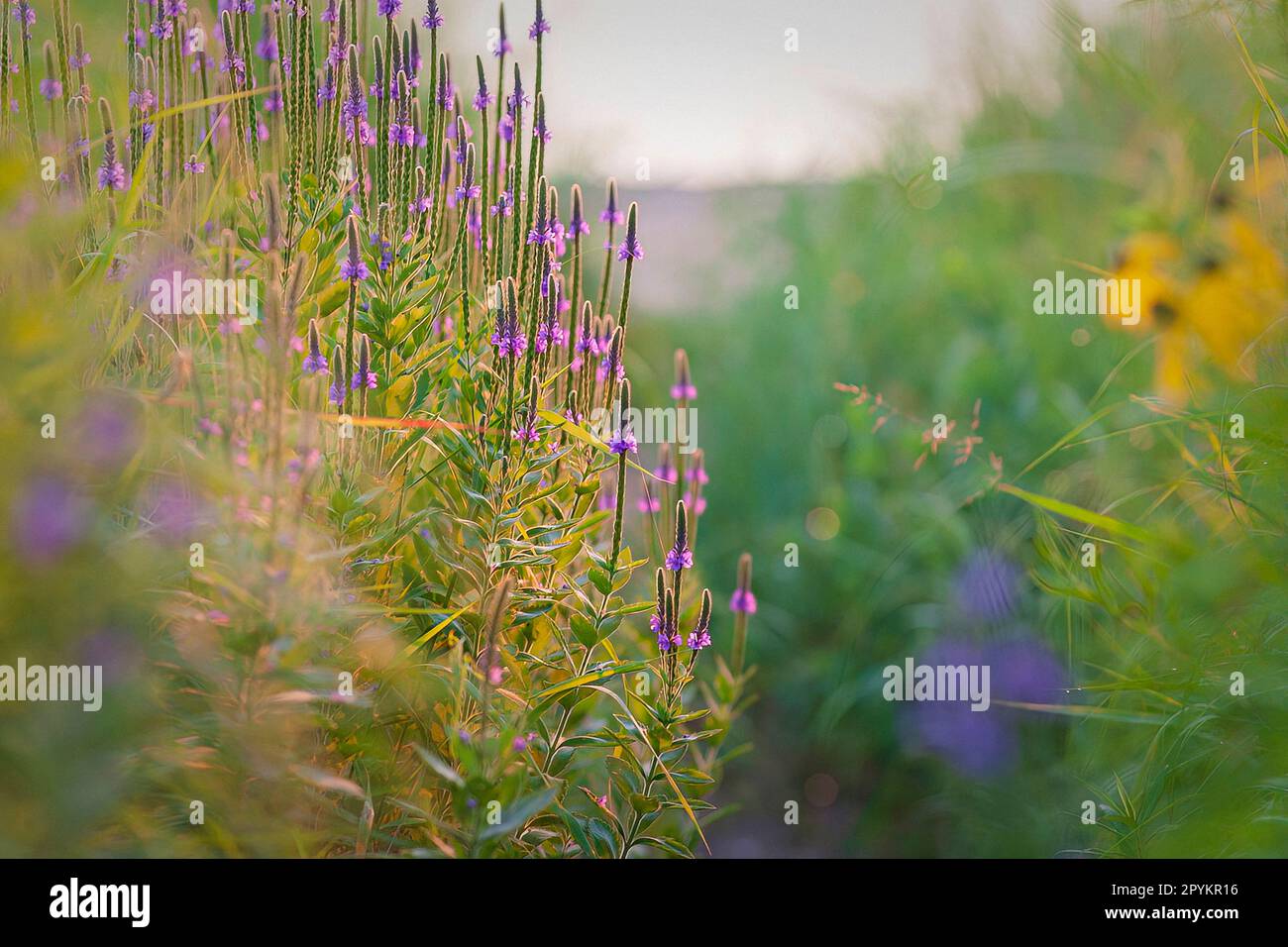 Grande gruppo di Hoary Verbena in un parco cittadino locale Foto Stock