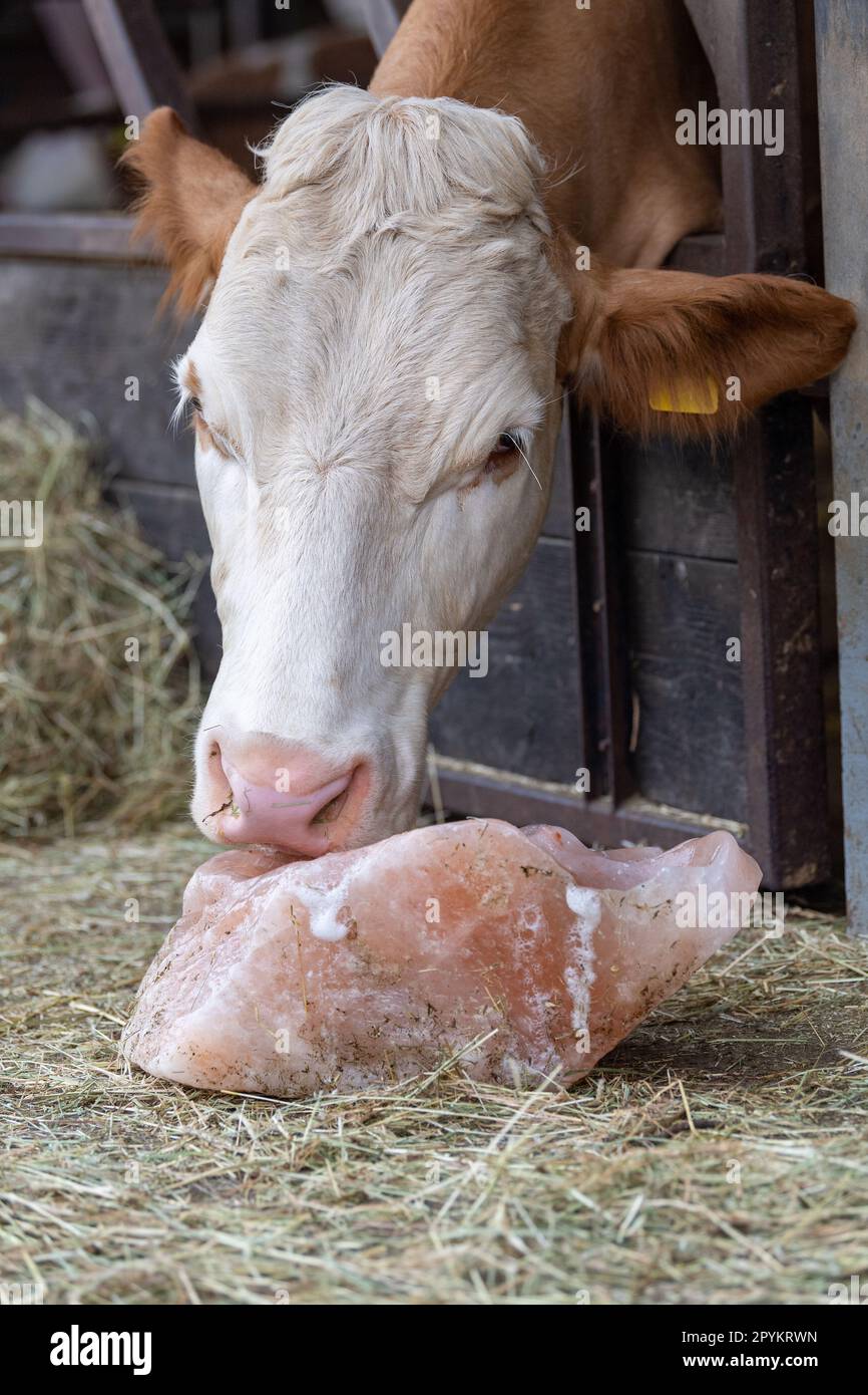 Mucca che lecca un blocco di sale, che contiene nutrients avuto bisogno dal bestiame bovino. Cheshire, Regno Unito. Foto Stock