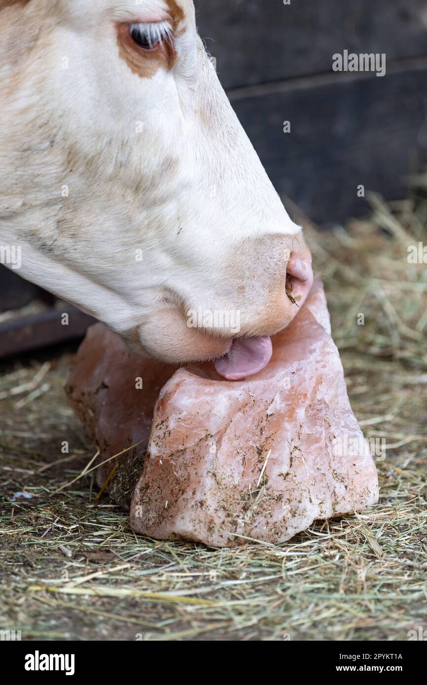 contiene-animali-da-fattoria-immagini-e-fotografie-stock-ad-alta