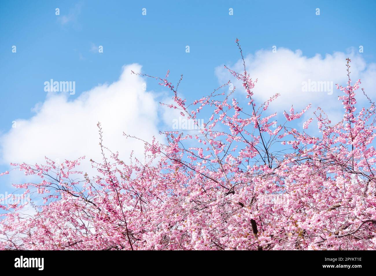 Sakura fiore di ciliegio rosa brillante in primavera con sfondo cielo blu Foto Stock