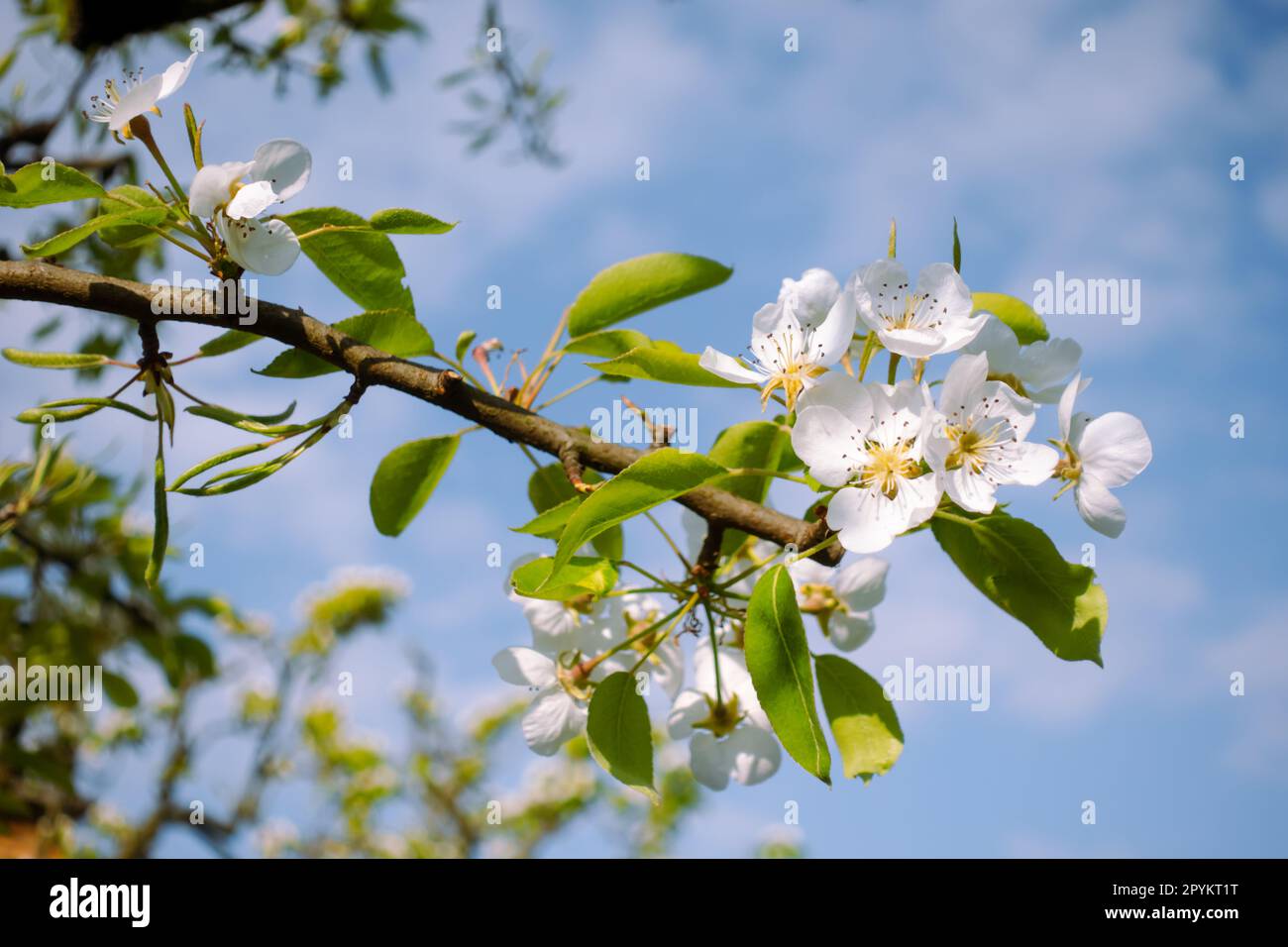 Fiori bianchi di pera o mela fioriscono in primavera Foto Stock
