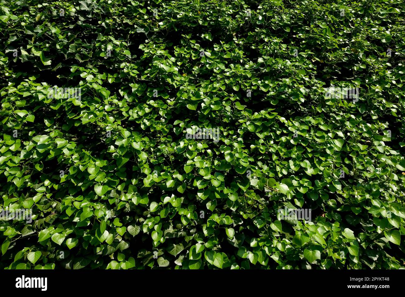 Lussureggiante muro verde con foglie germogliate per il concetto ambientale o di sostenibilità Foto Stock