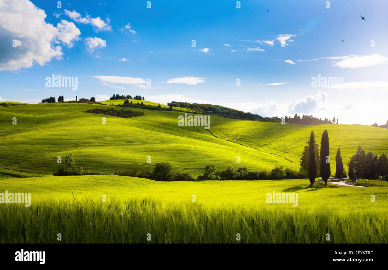 Idilliaco paesaggio rurale estivo, Toscana, Italia Foto Stock