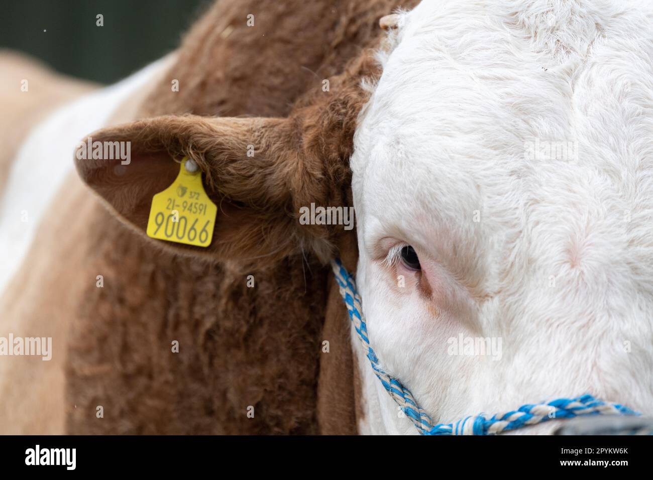 Primo piano di un toro Simmental, che mostra le orecchie e il tag auricolare individuale. Cheshire, Regno Unito. Foto Stock
