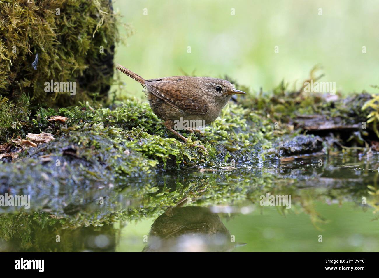 Wren eurasiatico in piscina Foto Stock