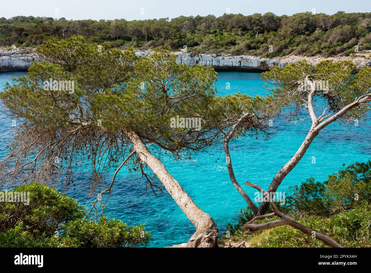 Parco Naturale di Mondrago, Mallorca, Santanyi, Spagna Foto Stock