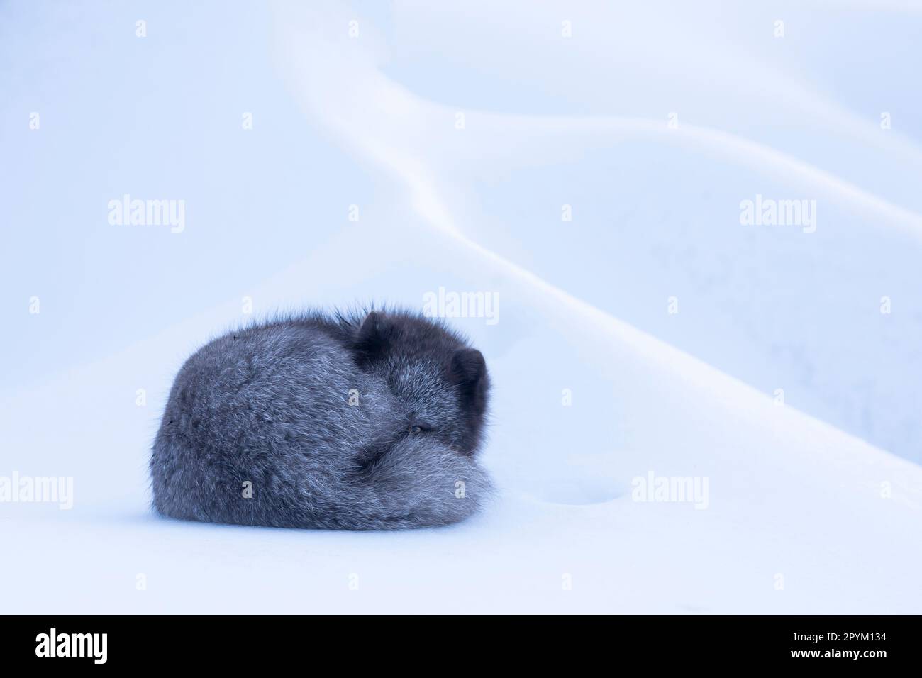 Volpe artica (Vulpes lagopus), addormentata nella neve Foto Stock