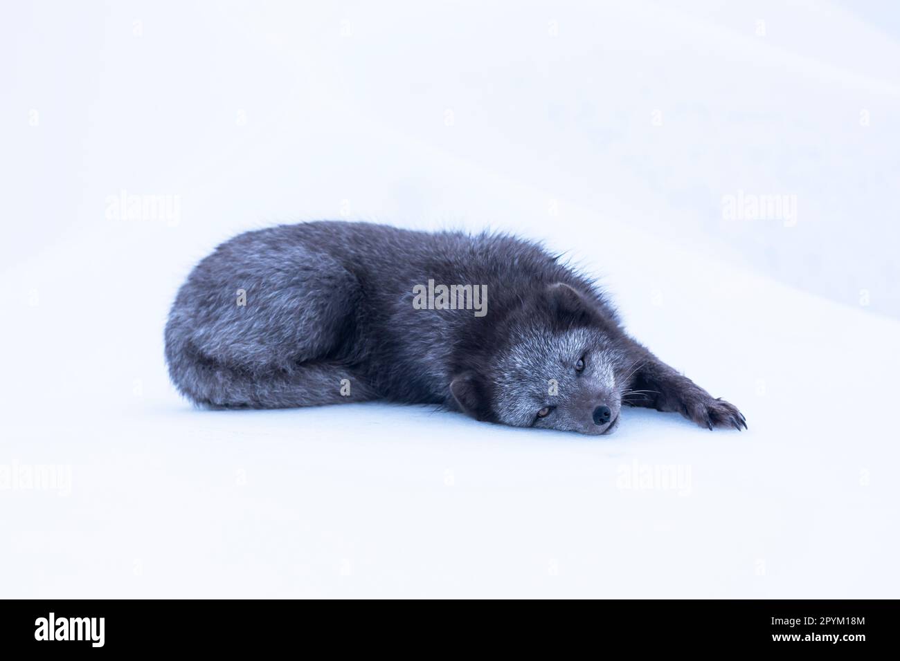 Volpe artica (Vulpes lagopus), che si allunga nella neve Foto Stock
